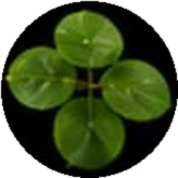 Daun Bidara