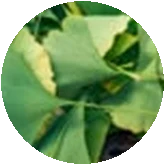 Ginkgo Biloba